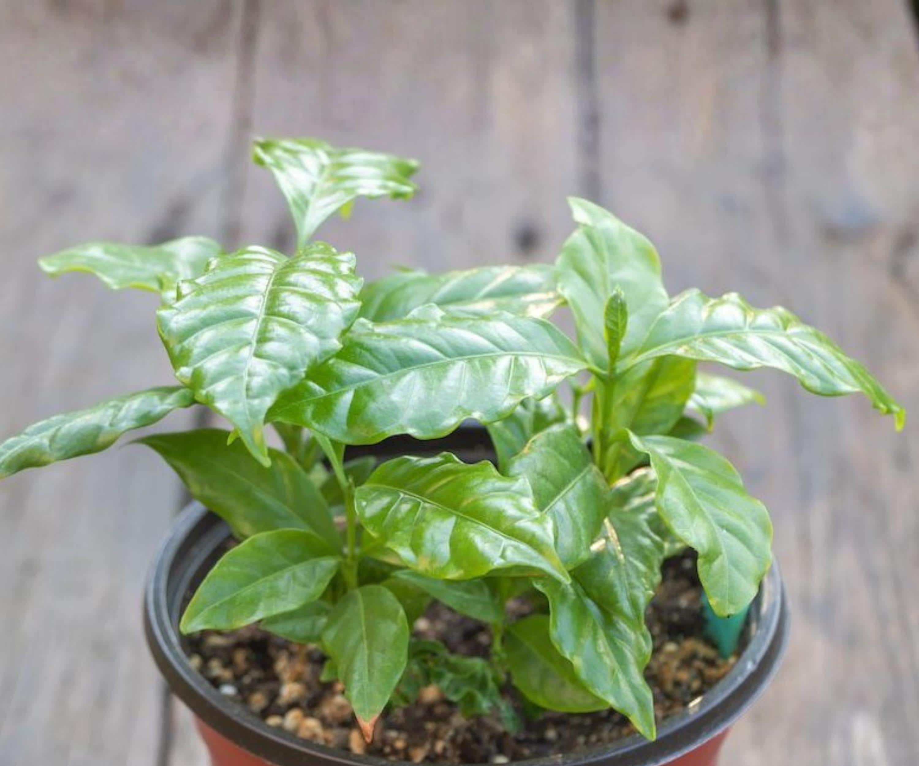 Arabica Coffee Plant Live 4 Pack Indoor Outdoor Tropical Houseplant Starter Trees