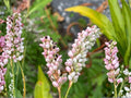 Persicaria pensylvanica Pinkweed Seeds – Heirloom Non-GMO Native Wildflower Garden Planting, Pink Flower Spikes, Open-Pollinated