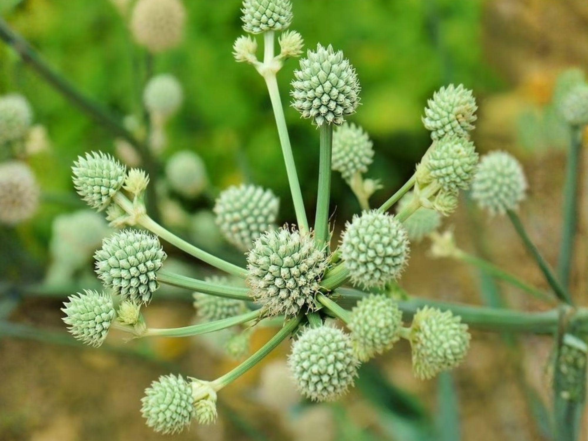 Eryngium yuccifolium Rattlesnake Master Seeds – Heirloom Non-GMO Native Wildflower for Pollinator Gardens and Prairie Landscaping