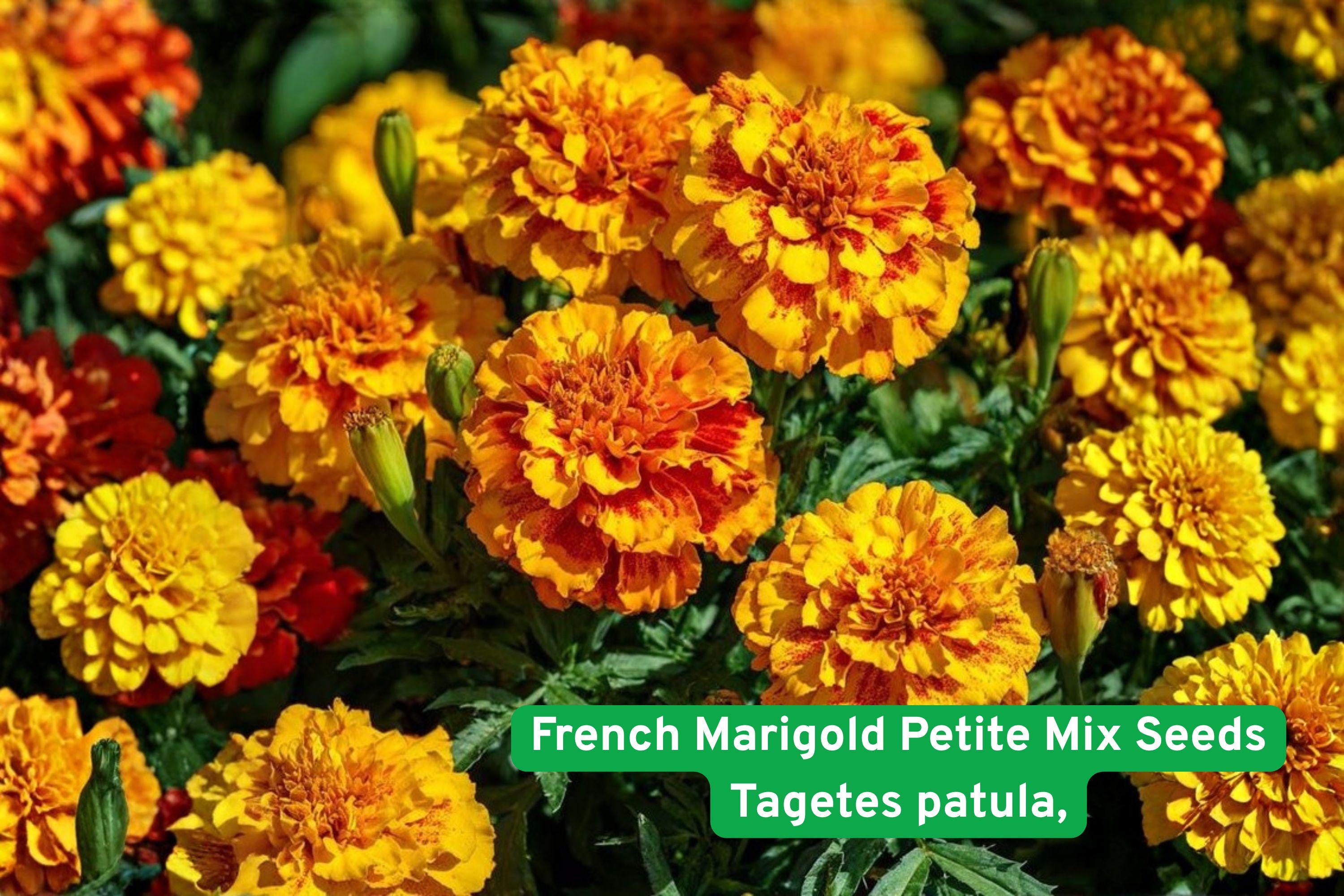 French Marigold Seeds | Petite Mix, Dwarf Orange Yellow Bi-Color Flowers, Tagetes patula, Easy Garden Annual