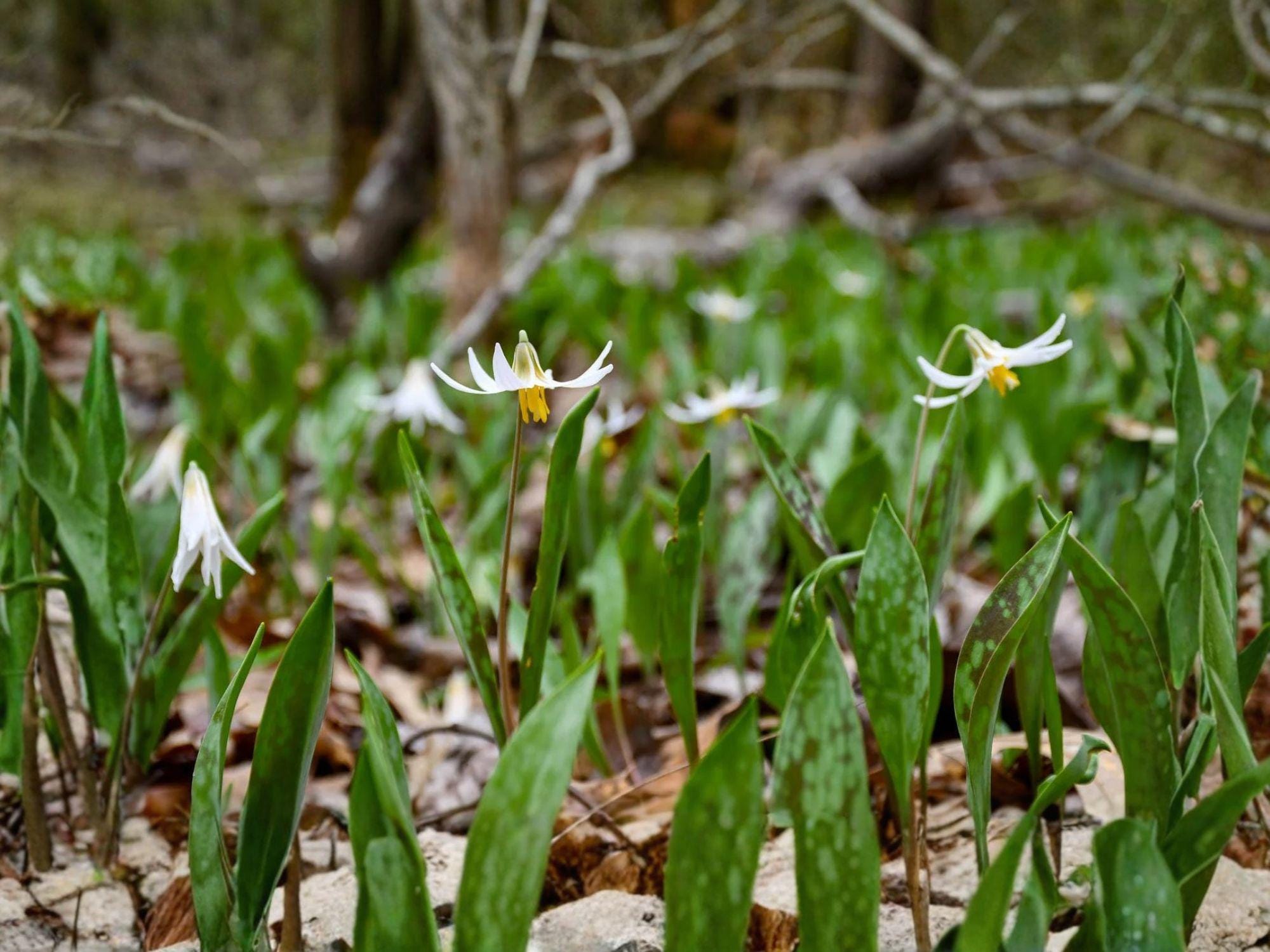 White Trout Lily Seeds | Erythronium albidum | Woodland Flower for Shade Gardens & Natural Landscapes
