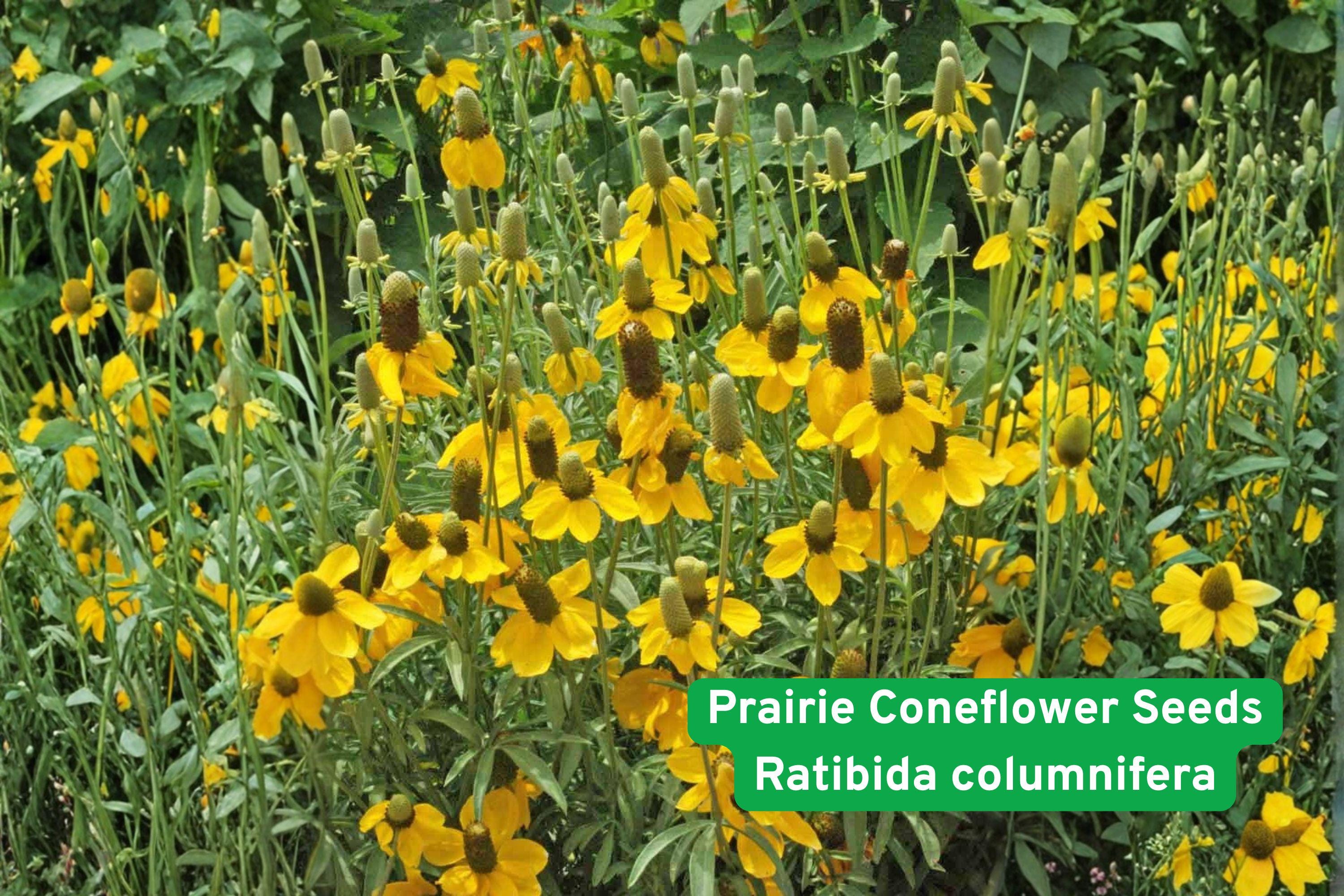 Prairie Coneflower Seeds | Native Ratibida columnifera | Drought Tolerant Wildflower for Pollinator Gardens