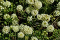 Parsnipflower Wild Buckwheat Seeds – Eriogonum heracleoides, Drought Tolerant Perennial for Rock Gardens & Prairies, 50 Seeds