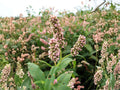 Pinkweed Flower Seeds | Persicaria pensylvanica | Pink Blooming Annual for Gardens & Natural Plantings