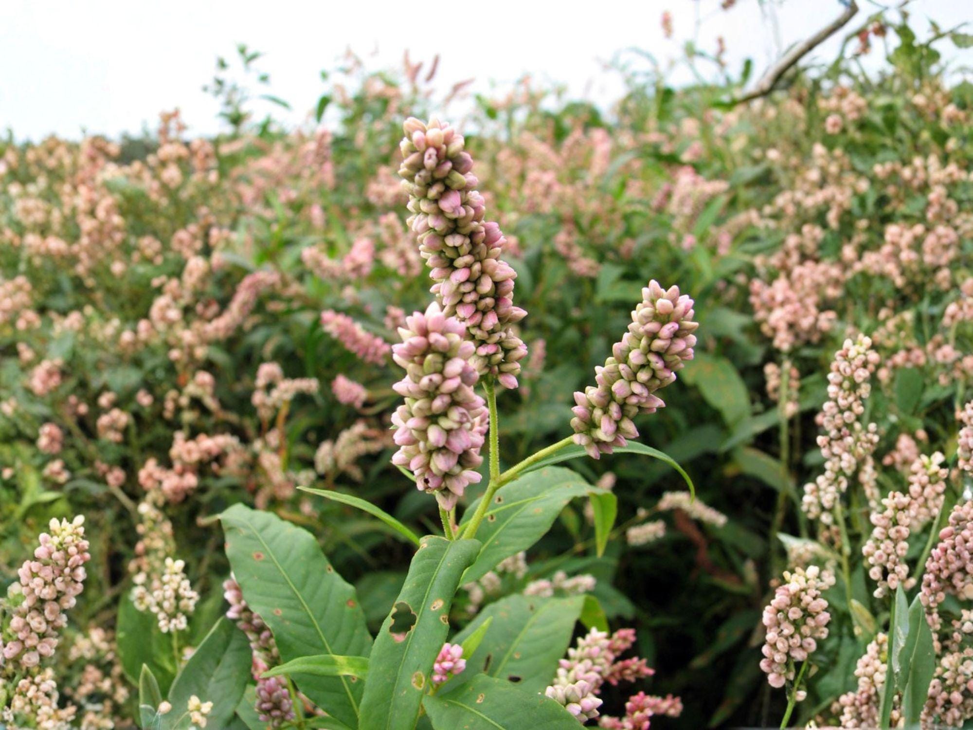Pinkweed Flower Seeds | Persicaria pensylvanica | Pink Blooming Annual for Gardens & Natural Plantings