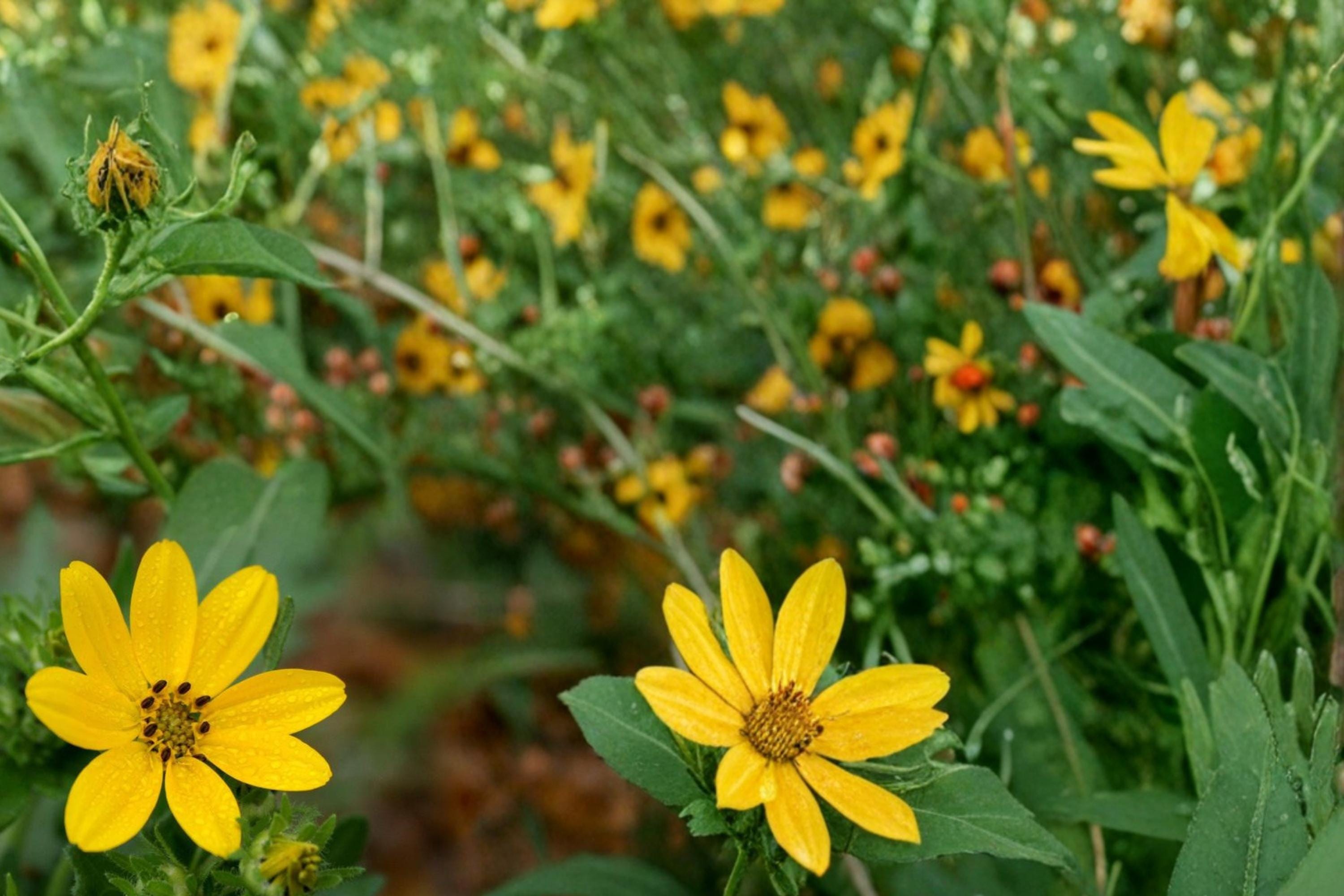 Engelmann Daisy Seeds – 50 Herbaceous Perennial Wildflower with Bright Yellow Daisy-Like Flowers – Engelmannia peristenia