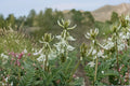 Woolly Milkvetch Seeds – Astragalus drummondii – Perennial Legume with Cream-Yellow Flowers, Silvery Foliage, Drought Tolerant, Native Prairie Plant