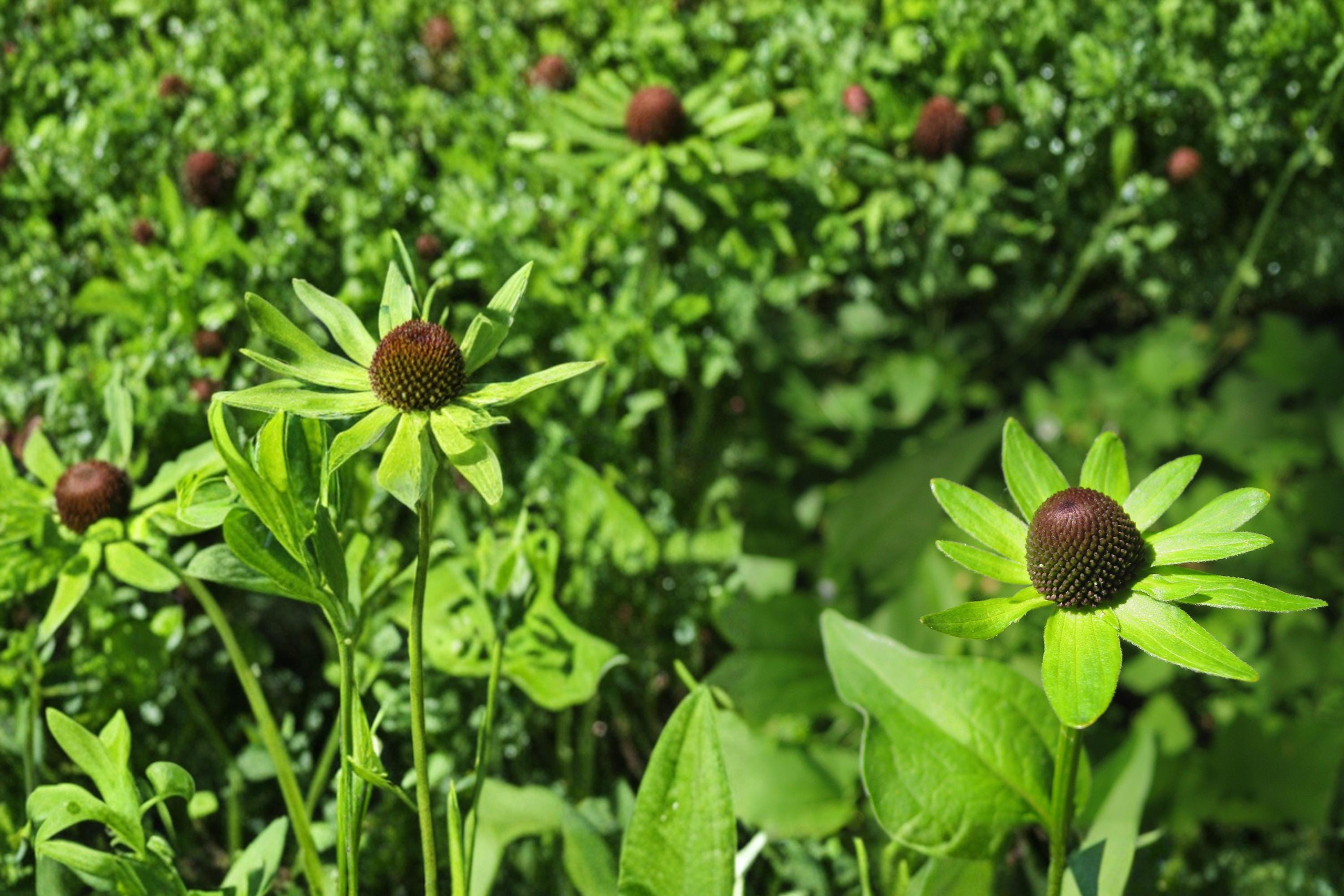 Western Coneflower Seeds – Rudbeckia occidentalis Herbaceous Perennial for Prairie Gardens, Borders, 75 Seeds