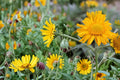 Orange Mountain Daisy Seeds – Hymenoxys hoopesii Herbaceous Perennial with Bright Orange Daisy-Like Flowers for Wildflower Gardens