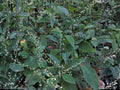 Jumpseed Persicaria virginiana Woodland Knotweed Flower Seeds – Shade-Loving Perennial for Woodland Gardens, 15 Seeds