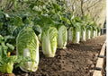 500+ Michihili Napa Cabbage Seeds | Heirloom Chinese Vegetable Seeds for Garden Planting | Tall Heading, Crisp, Sweet, Tender