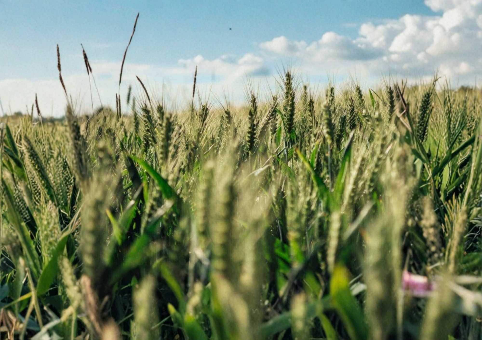 Einkorn Wheat Seeds Heirloom Organic Non-GMO Ancient Grain for Planting, Heritage Crop, Garden Grain, The New Old Wheat