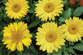 Yellow Blanket Flower Seeds – Gaillardia aristata, Perennial Wildflower, Bright Yellow Daisy-Like Blooms, Drought Tolerant, Pollinator Plant