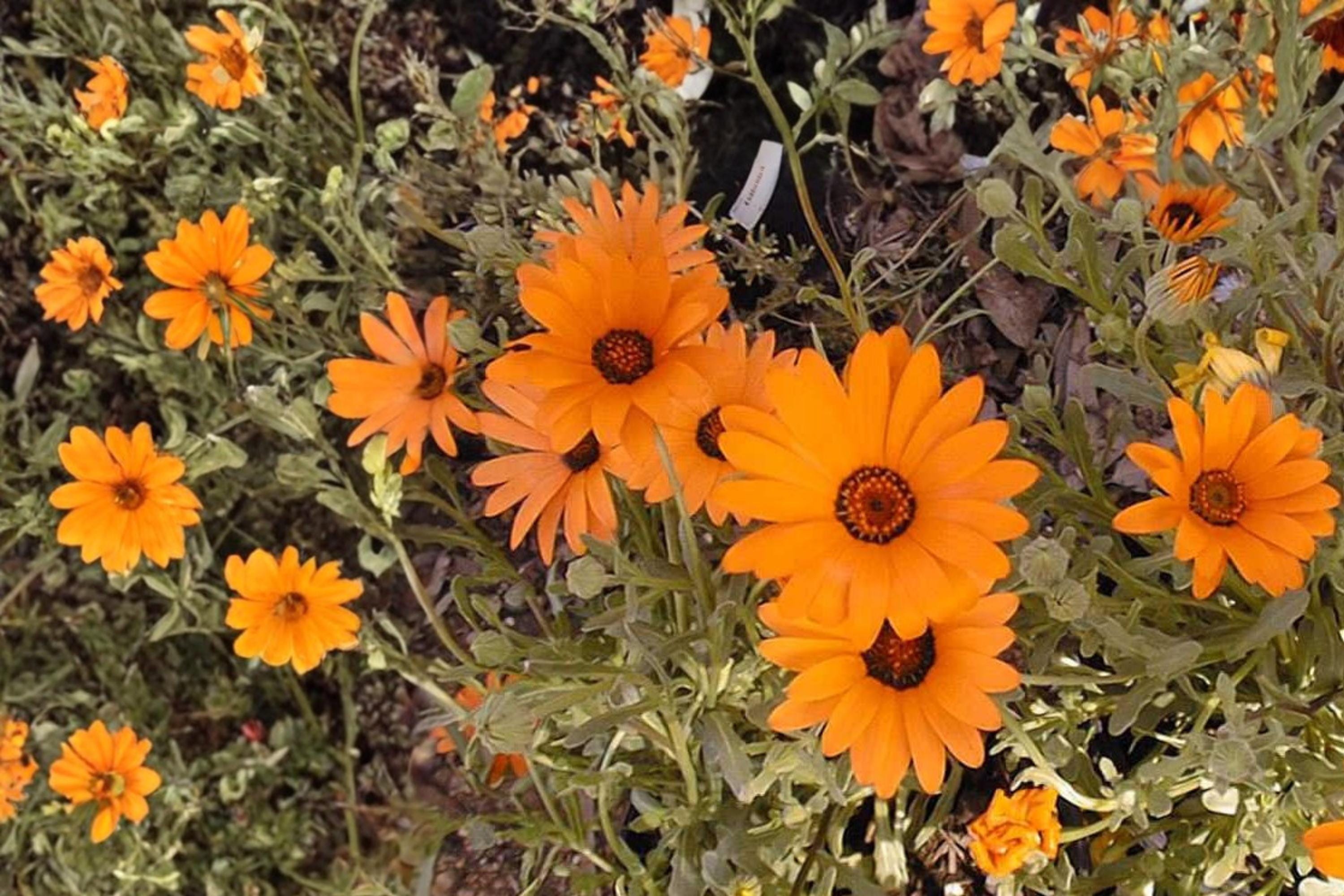 African Daisy Seeds – Dimorphotheca sinuata, Bright Orange to Yellow Annual Flower, Drought Tolerant, Border & Container Plant