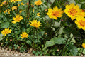 Picta Tickseed Seeds – Coreopsis nuecensis – Perennial Wildflower with Yellow Flowers, Drought Tolerant, Pollinator Plant, Native Prairie Seed