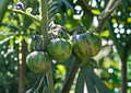 Green Zebra Tomato Seeds – Heirloom Non-GMO Vegetable Seeds for Garden, Striped Green Tomato, Solanum lycopersicum