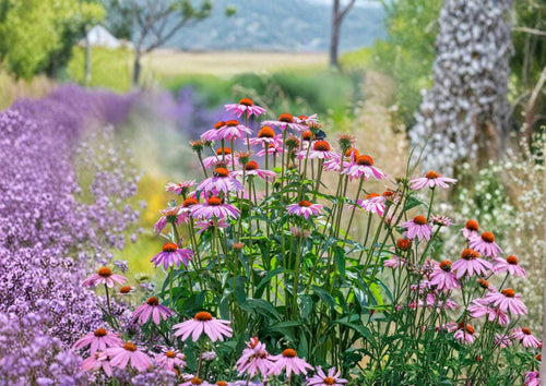 300+ Purple Coneflower Seeds | Echinacea purpurea Perennial Wildflower Seeds for Garden, Pollinator, Drought Tolerant