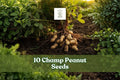 Champ Peanut Seeds Arachis hypogaea, Early-Maturing Underground Growing Crop for Garden Beds