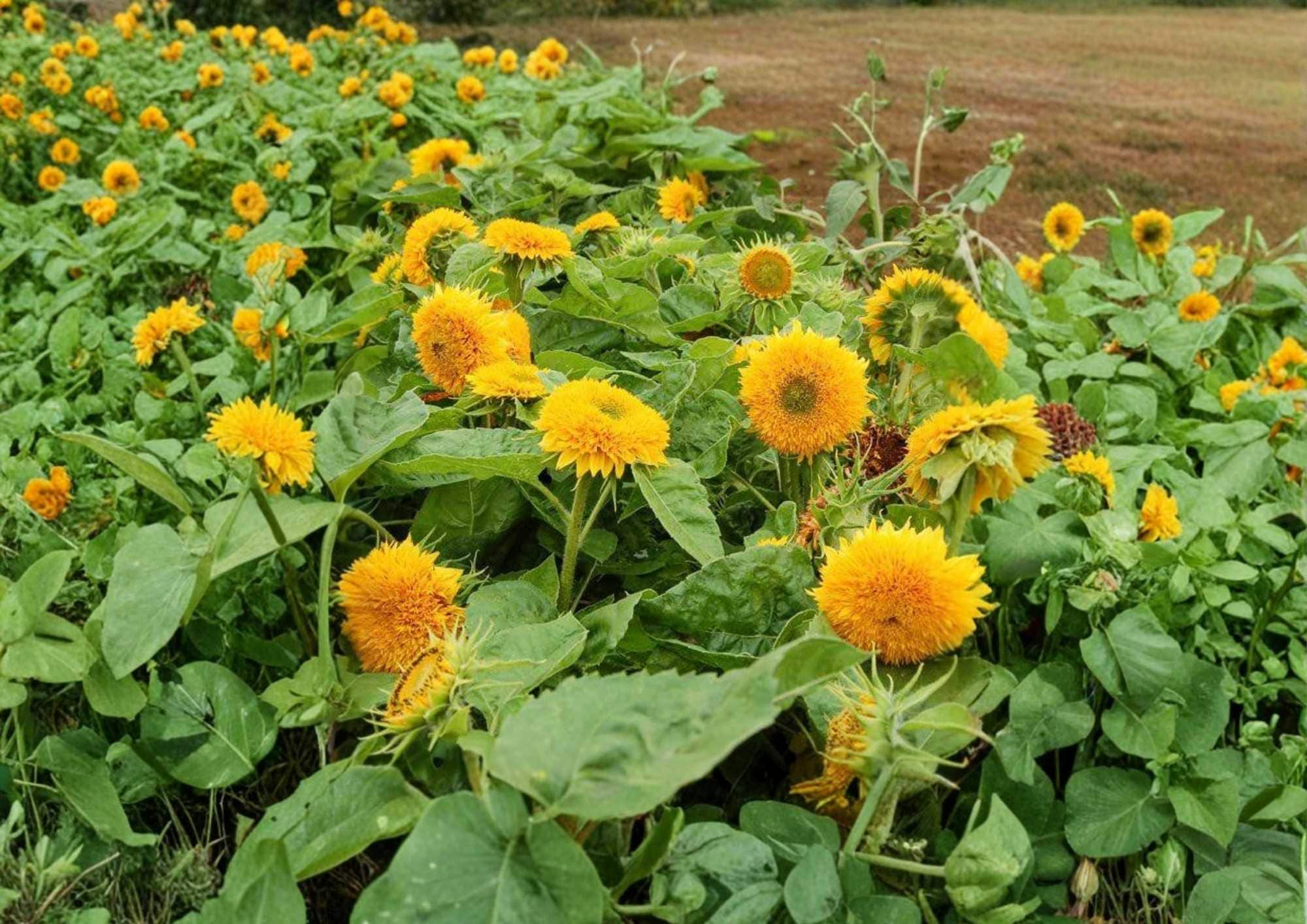 50+ Double Sun Sunflower Seeds – Large Double Bloom Flower Seeds for Garden, Cut Flowers, Helianthus annuus