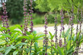 Thai Basil Seeds – Ocimum basilicum, Aromatic Herb, Purple Stems, Full Sun, Herb Garden, Container Plant, Edible Culinary Herb