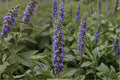 Catnip Seeds 100 Pack – Nepeta cataria Herbaceous Perennial with White to Lavender Flowers for Gardens