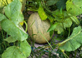 Honey Rock Cantaloupe Seeds, Heirloom Non-GMO Melon Seeds, Juicy Orange Flesh, Muskmelon, Garden Planting
