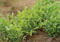 Heirloom Organic Astro Arugula Seeds – Fast-Growing Non-GMO Herb for Salad Greens, Rocket Salad, Peppery Flavor