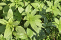 Lemon Basil Seeds – Ocimum basilicum – Aromatic Herb for Herb Gardens & Containers – Full Sun Annual Plant