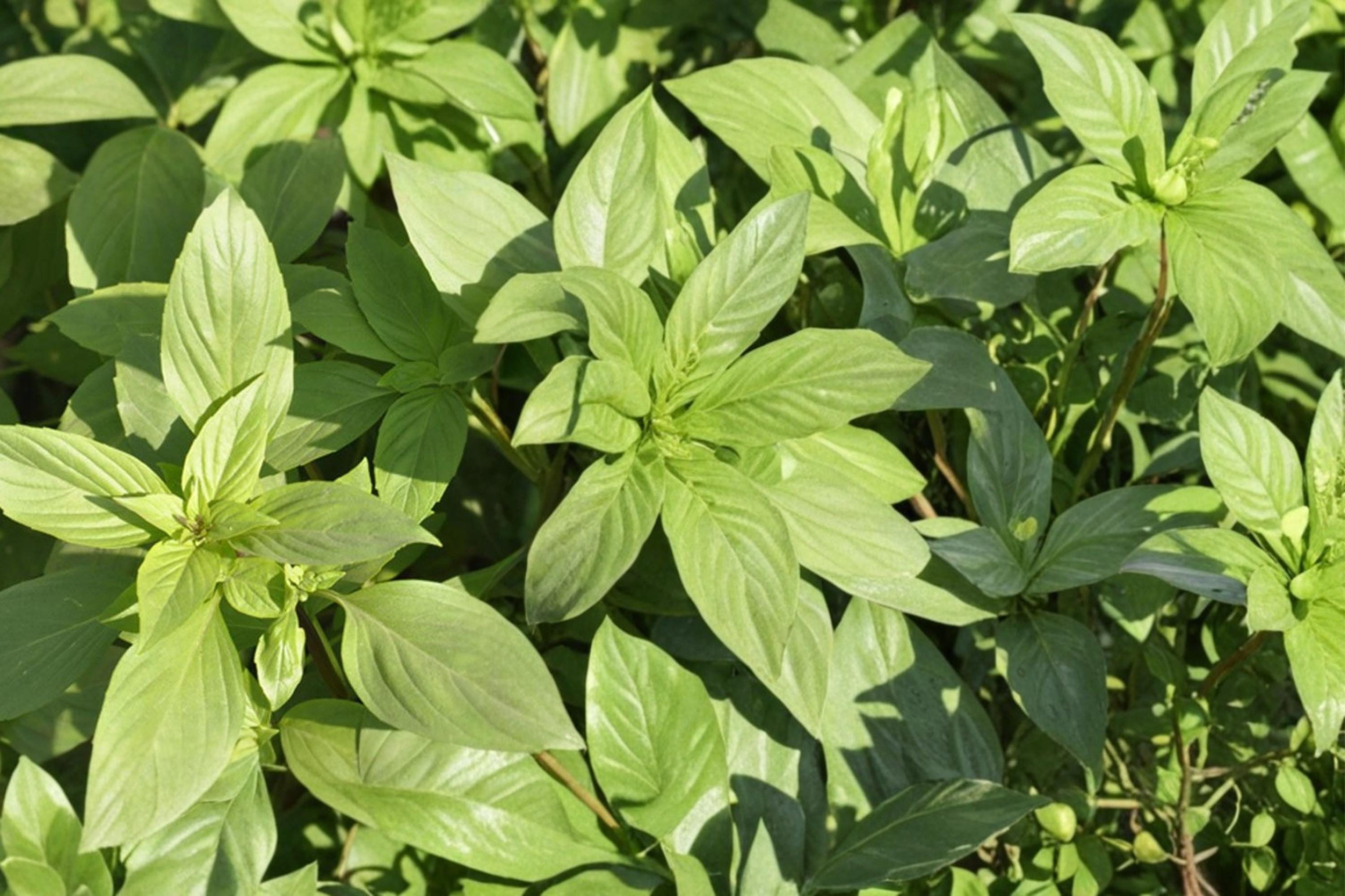 Lemon Basil Seeds – Ocimum basilicum – Aromatic Herb for Herb Gardens & Containers – Full Sun Annual Plant