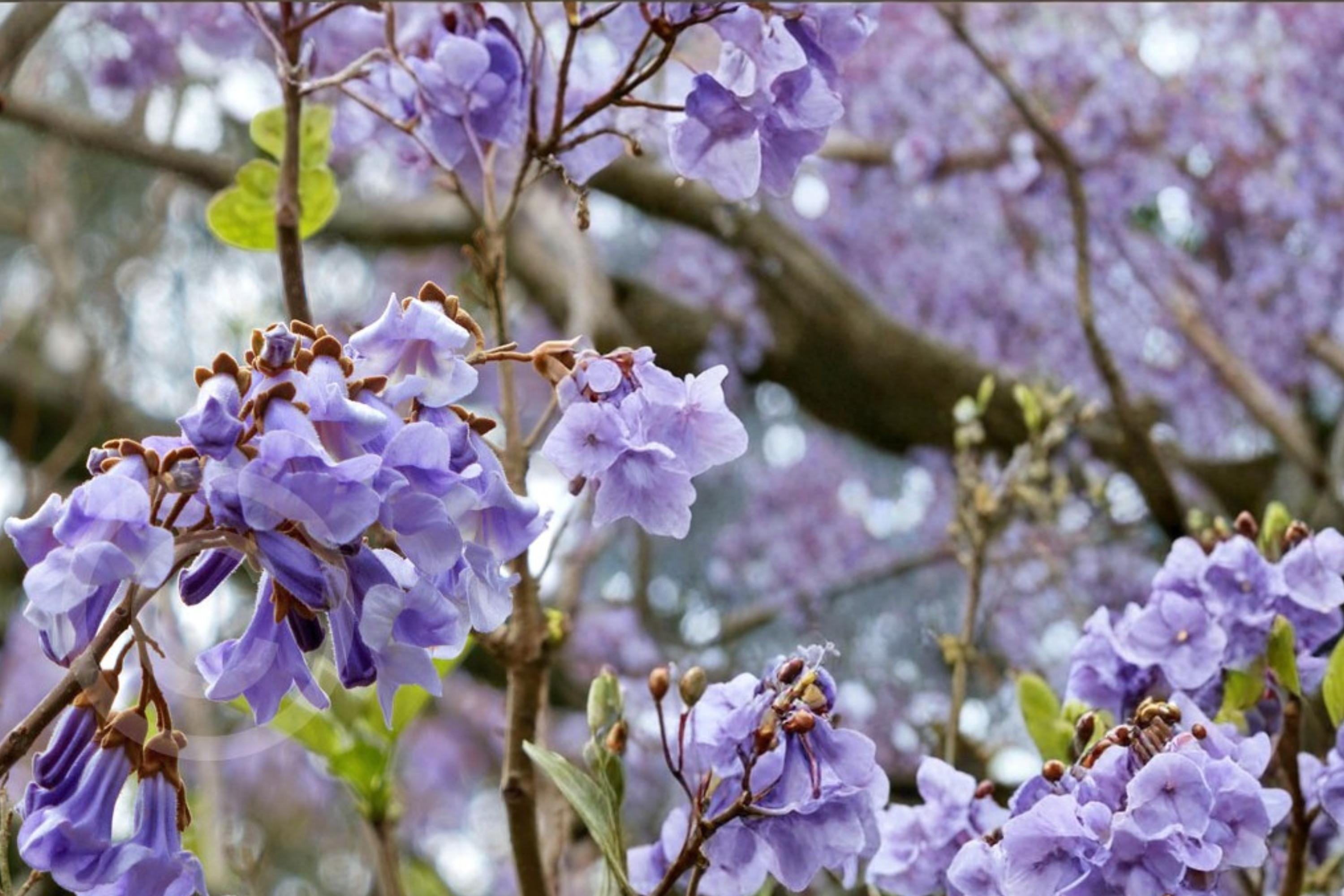 Empress Tree Seeds – Paulownia tomentosa – Fast-Growing Deciduous Tree with Lavender-Purple Flowers and Large Foliage