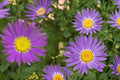 Tahoka Daisy Seeds – Machaeranthera tanacetifolia – Lavender to Purple Wildflower, Annual Prairie Plant, Drought Tolerant