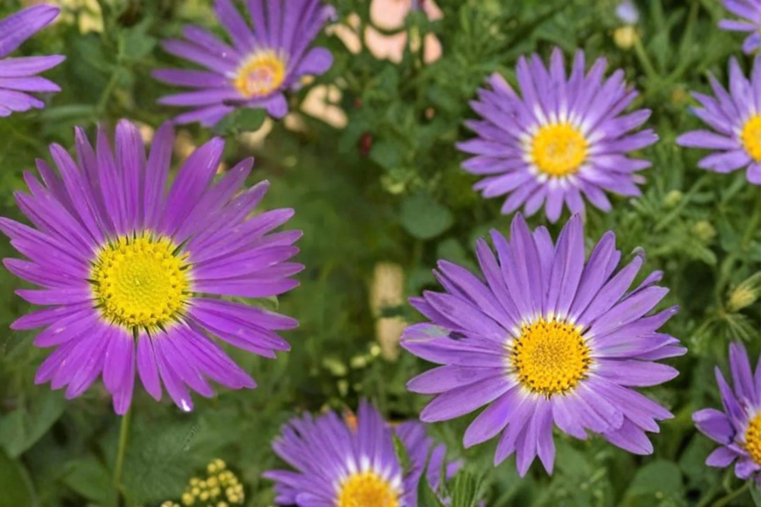 Tahoka Daisy Seeds – Machaeranthera tanacetifolia – Lavender to Purple Wildflower, Annual Prairie Plant, Drought Tolerant