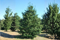 American Holly Seeds (Ilex opaca) | Evergreen Tree Seeds for Landscaping & Wildlife Gardens