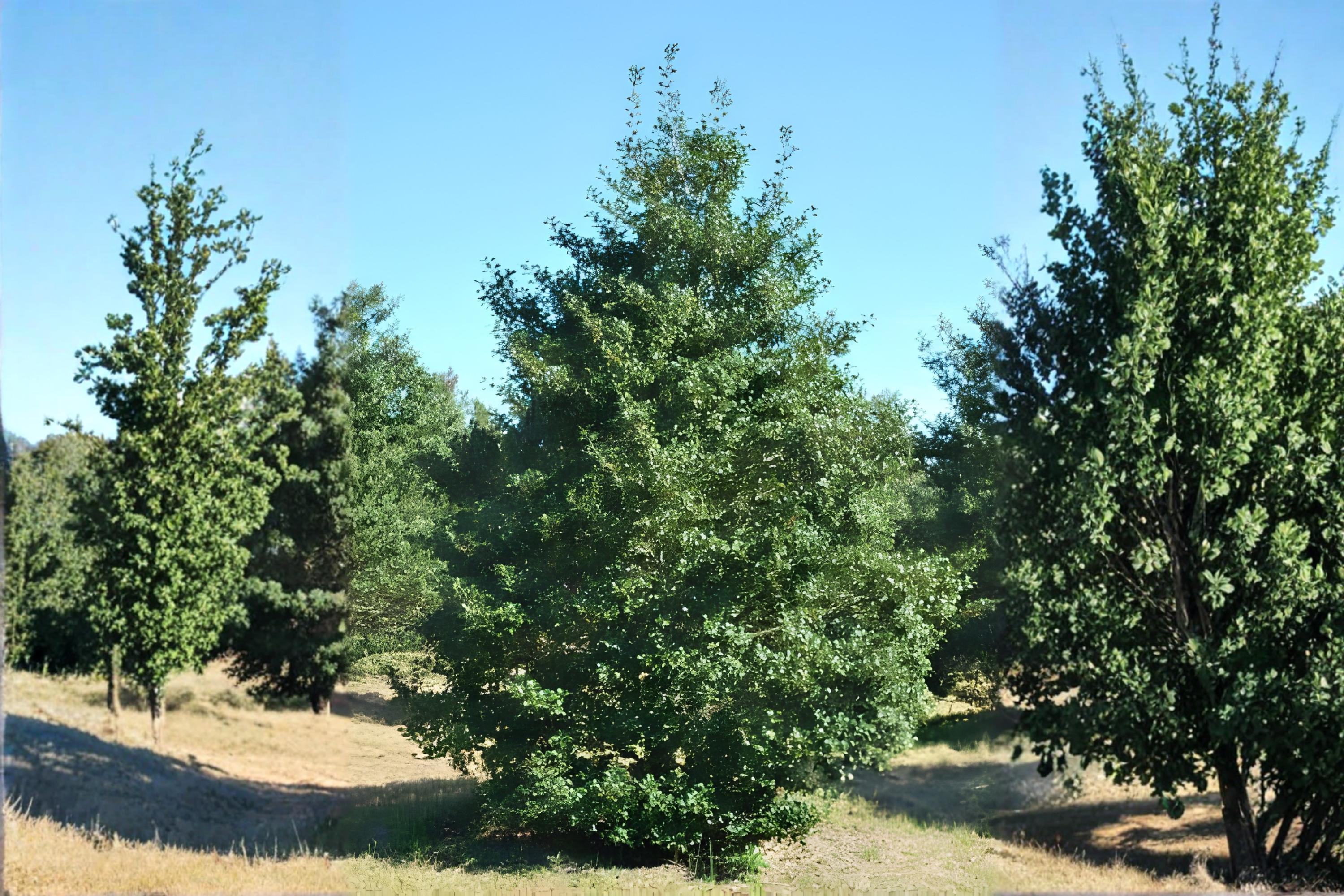 American Holly Seeds (Ilex opaca) | Evergreen Tree Seeds for Landscaping & Wildlife Gardens