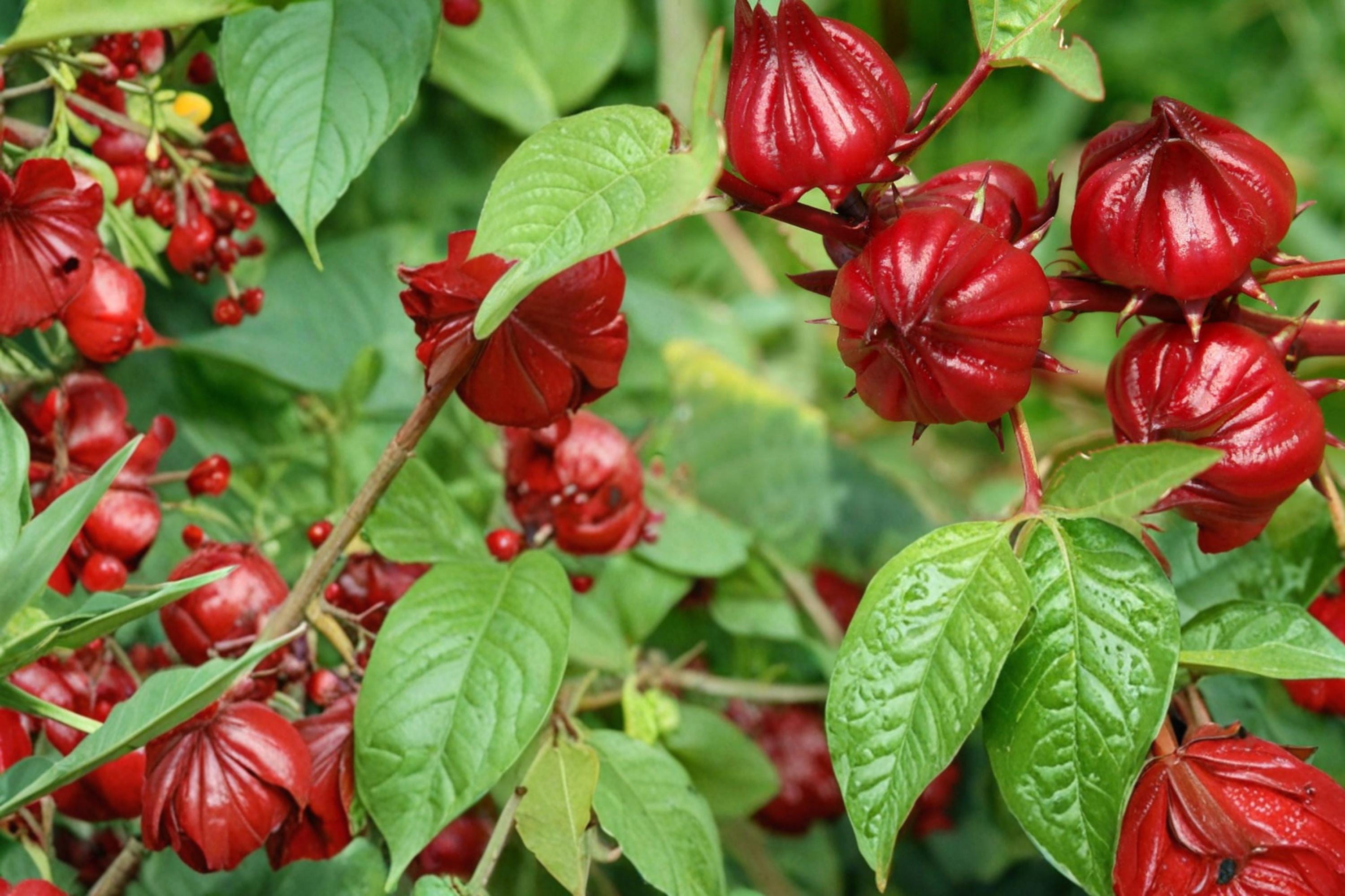 Roselle Seeds, Hibiscus sabdariffa, Tropical Annual Herb, Red Calyces, Edible Plant, Warm Climate Garden Seed