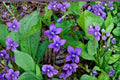 Common Blue Violet Seeds – Viola sororia – Native Perennial with Blue to Purple Flowers for Shade Gardens