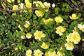 Manchu Rose Seeds Rosa xanthina Deciduous Shrub with Bright Yellow Flowers, Garden Hedge Plant