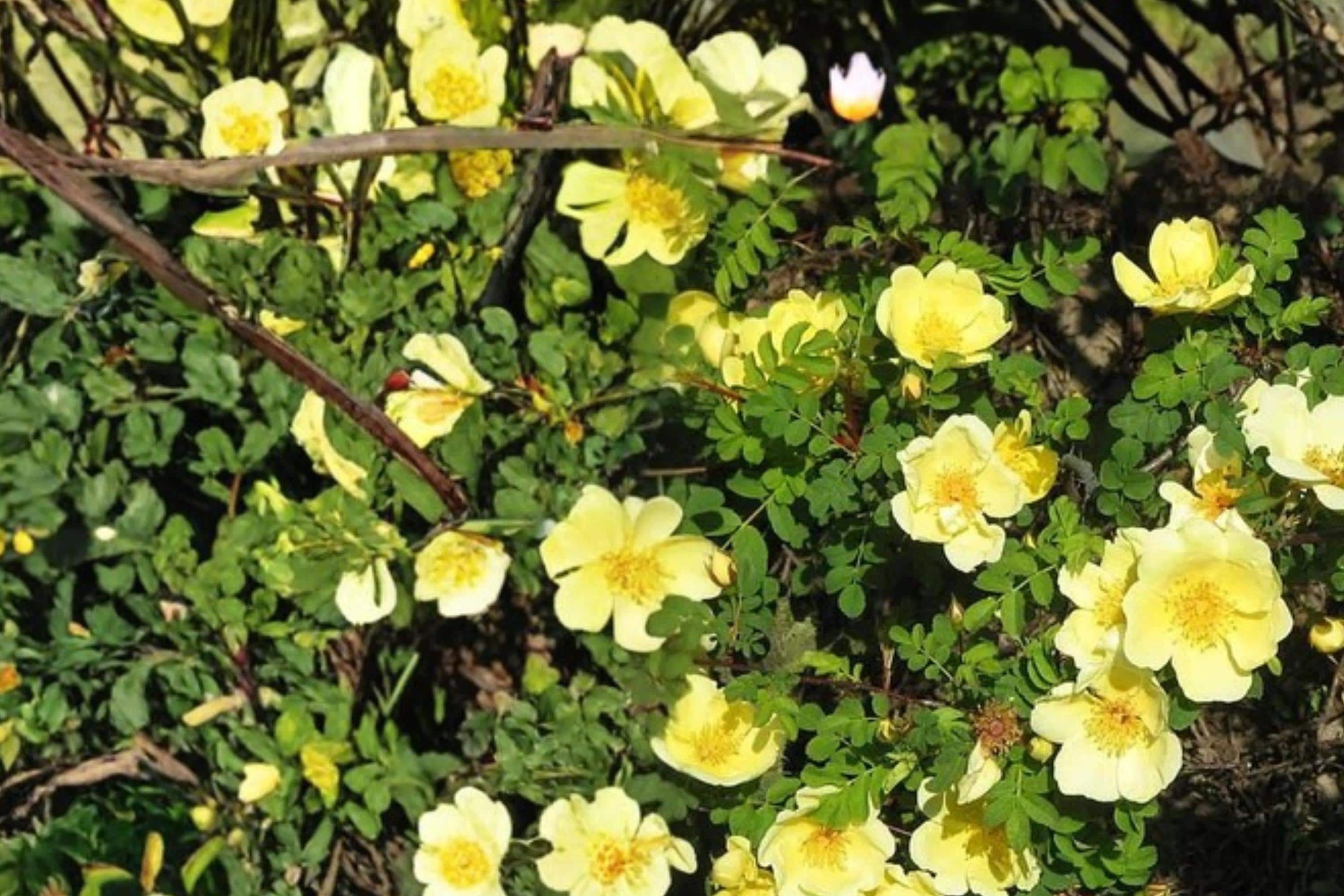 Manchu Rose Seeds Rosa xanthina Deciduous Shrub with Bright Yellow Flowers, Garden Hedge Plant