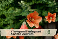 Thompsonii Variegated Abutilon Live Plant - Flowering Maple Starter, Peach Blooms, Indoor & Patio Ornamental Plant