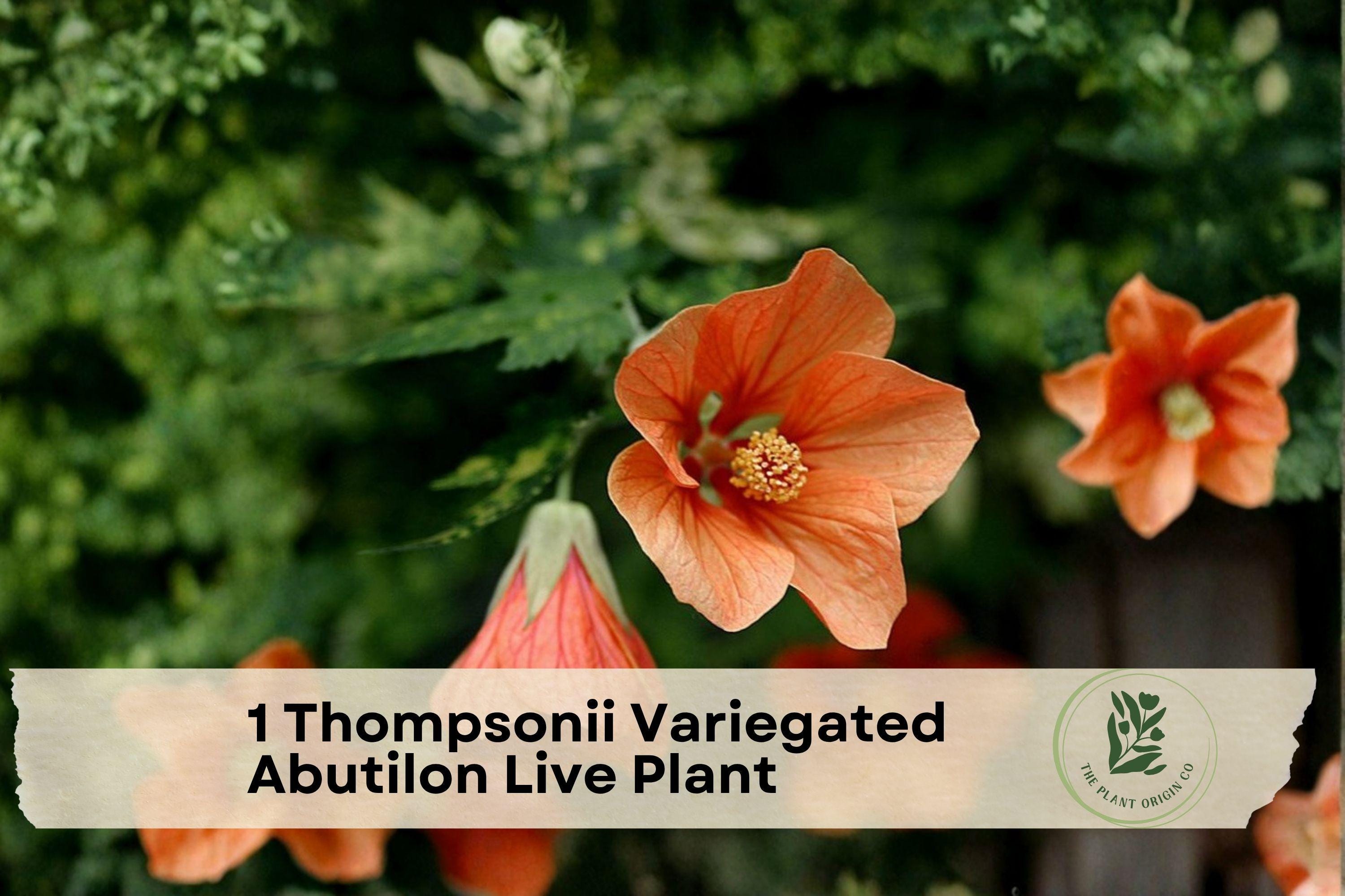 Thompsonii Variegated Abutilon Live Plant - Flowering Maple Starter, Peach Blooms, Indoor & Patio Ornamental Plant