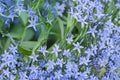Ozark Bluestar Seeds – Amsonia illustris Herbaceous Perennial with Blue Star-Shaped Flowers, Native Garden Plant, 10 Seeds