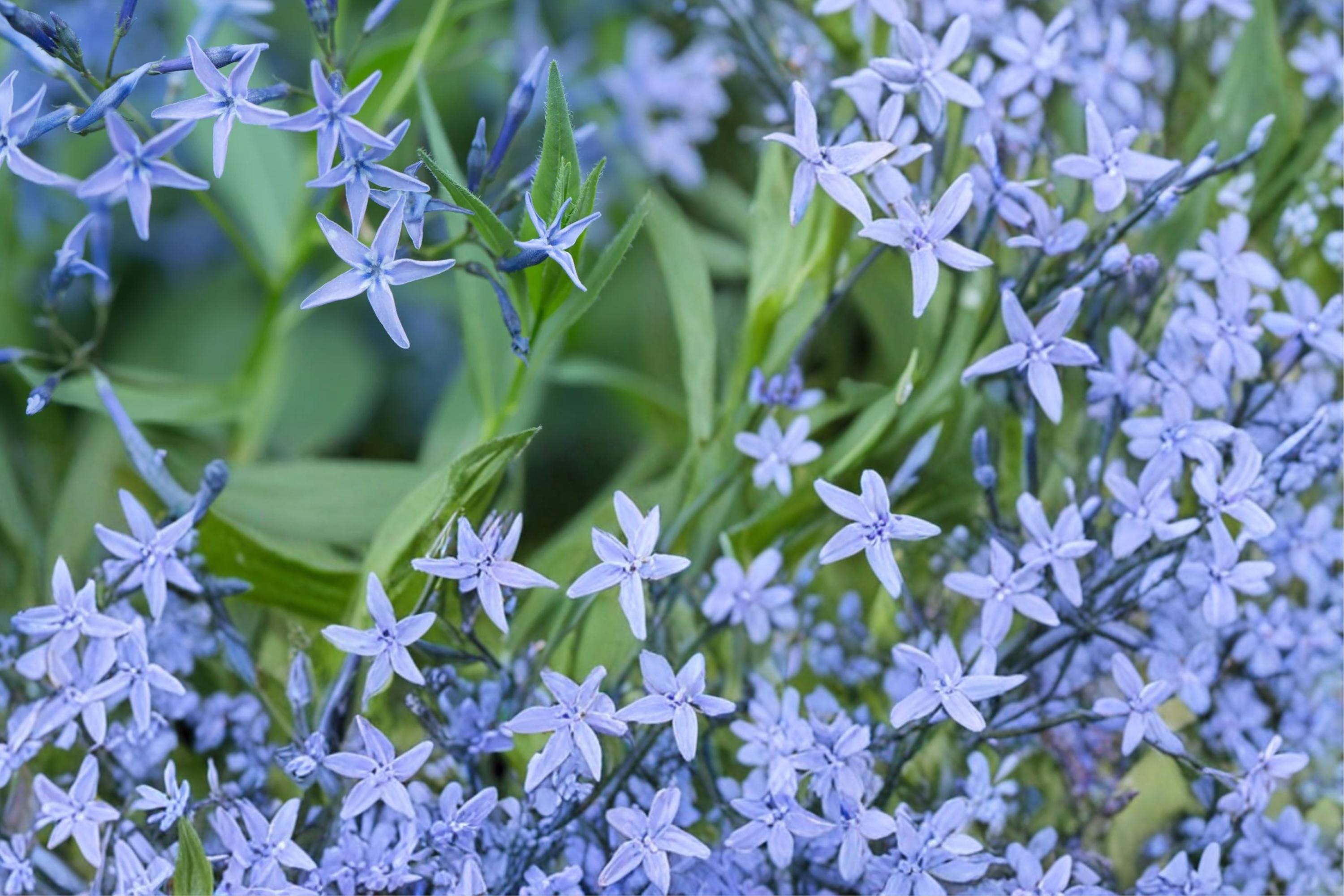 Ozark Bluestar Seeds – Amsonia illustris Herbaceous Perennial with Blue Star-Shaped Flowers, Native Garden Plant, 10 Seeds