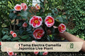 Camellia japonica ‘Tama Electra’ Live Plant – Evergreen Flowering Shrub for Garden or Container