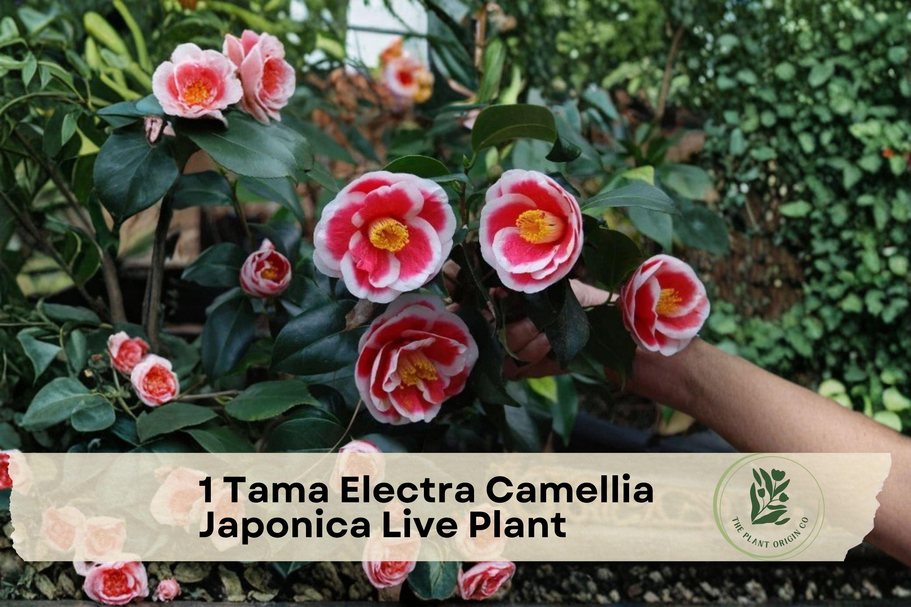 Camellia japonica ‘Tama Electra’ Live Plant – Evergreen Flowering Shrub for Garden or Container