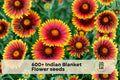 600+ Indian Blanket Flower Seeds – Gaillardia pulchella, Bright Red, Orange & Yellow Wildflower Seeds for Garden Beds & Containers