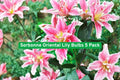 Sorbonne Oriental Lily Bulbs 5 Pack – Pink & White Fragrant Summer Flowers, Easy to Grow, Cut Flowers, Garden Beds & Containers