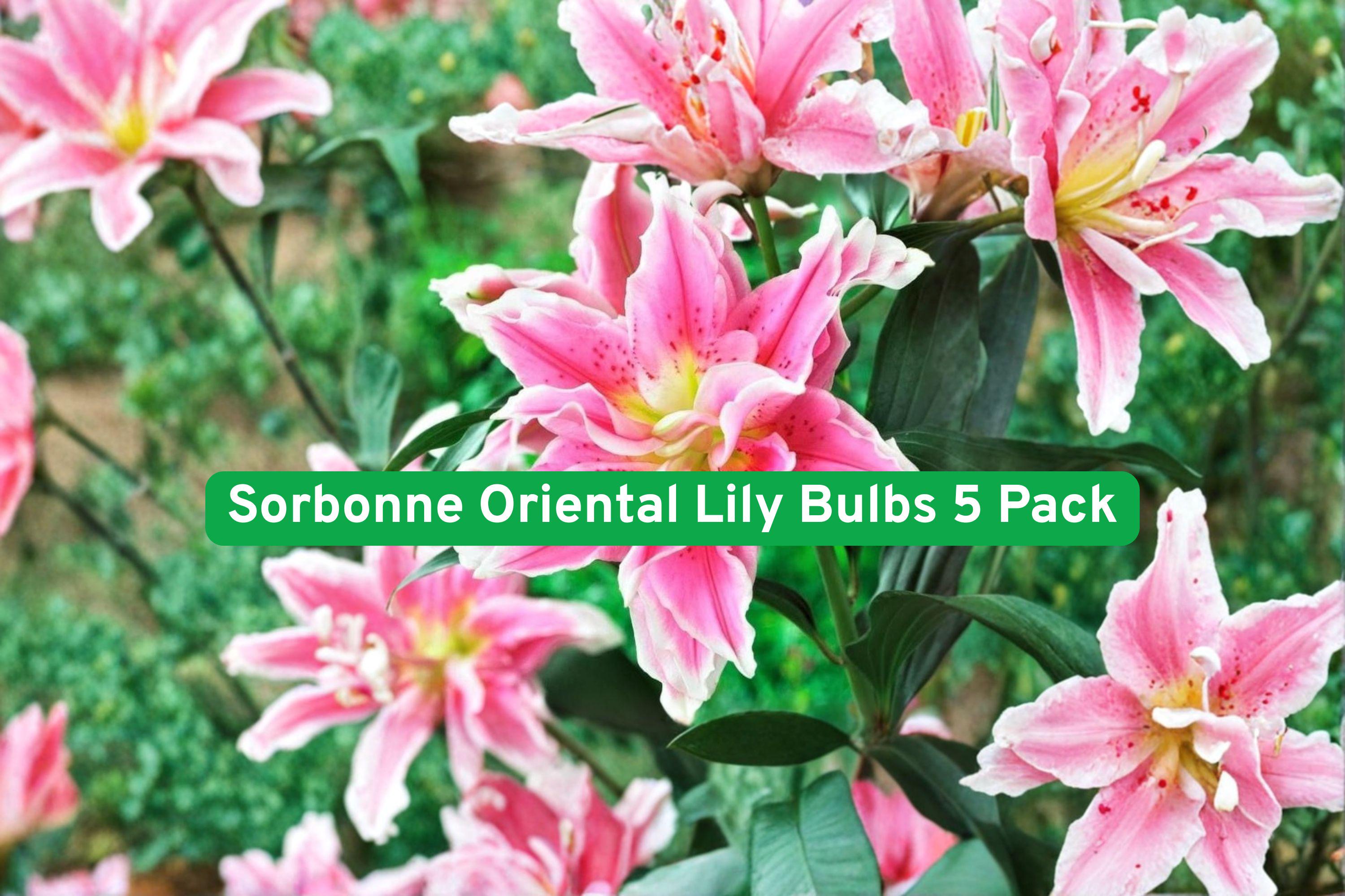 Sorbonne Oriental Lily Bulbs 5 Pack – Pink & White Fragrant Summer Flowers, Easy to Grow, Cut Flowers, Garden Beds & Containers