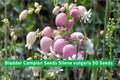 Bladder Campion Seeds, Silene vulgaris, 50 Pack, Perennial Wildflower with White Balloon-Shaped Flowers, Easy to Grow for Gardens