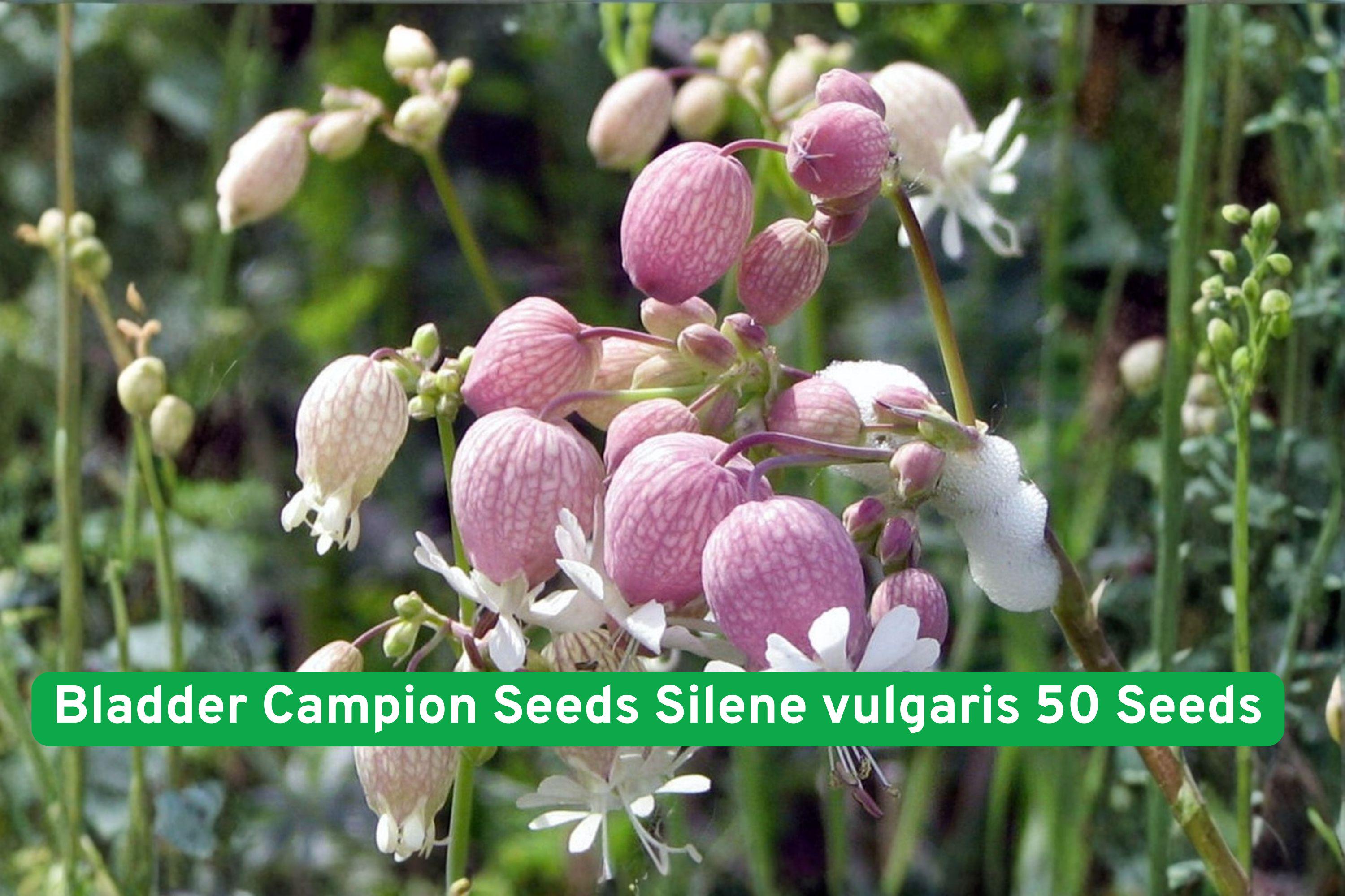 Bladder Campion Seeds, Silene vulgaris, 50 Pack, Perennial Wildflower with White Balloon-Shaped Flowers, Easy to Grow for Gardens