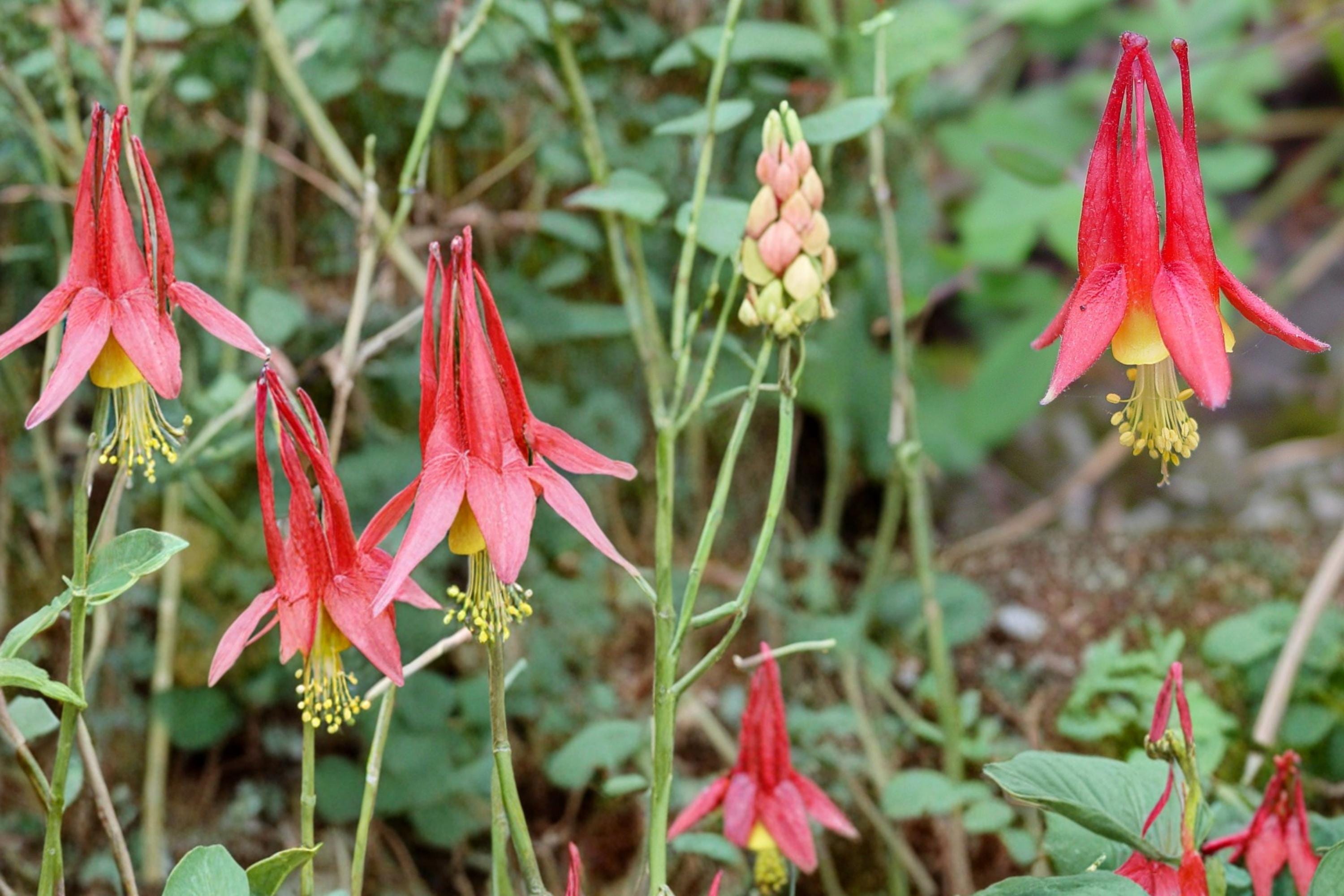 Red Columbine Seeds – Aquilegia canadensis – Native Perennial Flower for Gardens, Borders & Woodland Edges